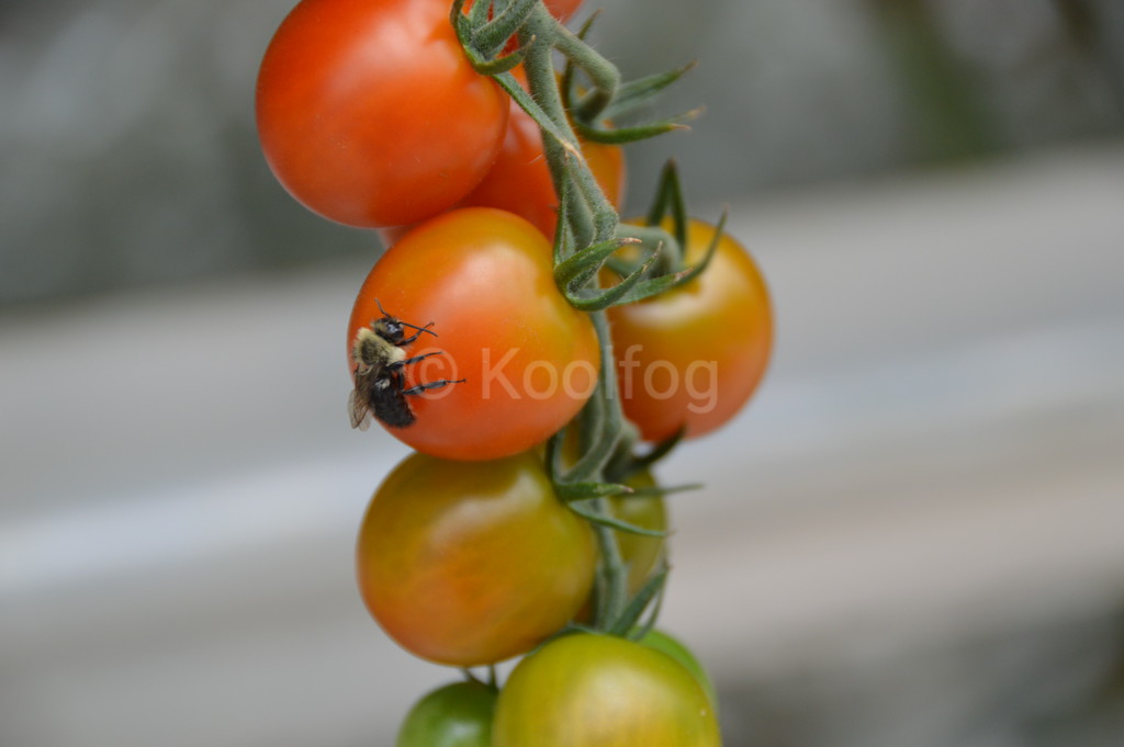 agricultural misting for fruit and vegetables