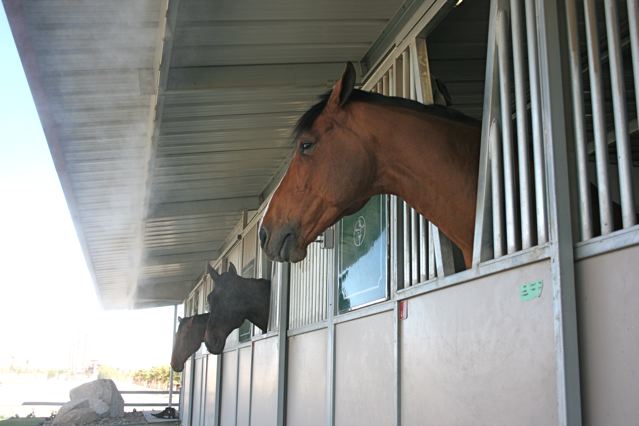 cooling stables