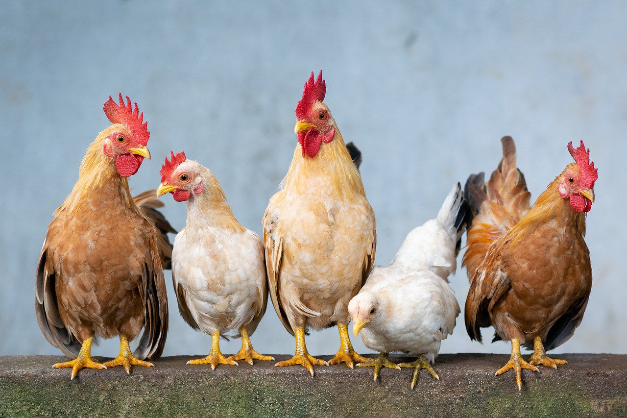 industrial cooling for poultry houses